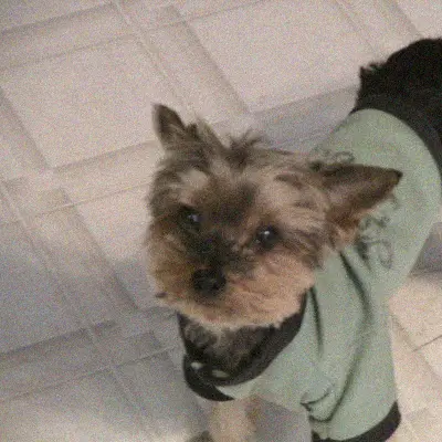 Muffy, a Yorkie in a green sweater, looking up